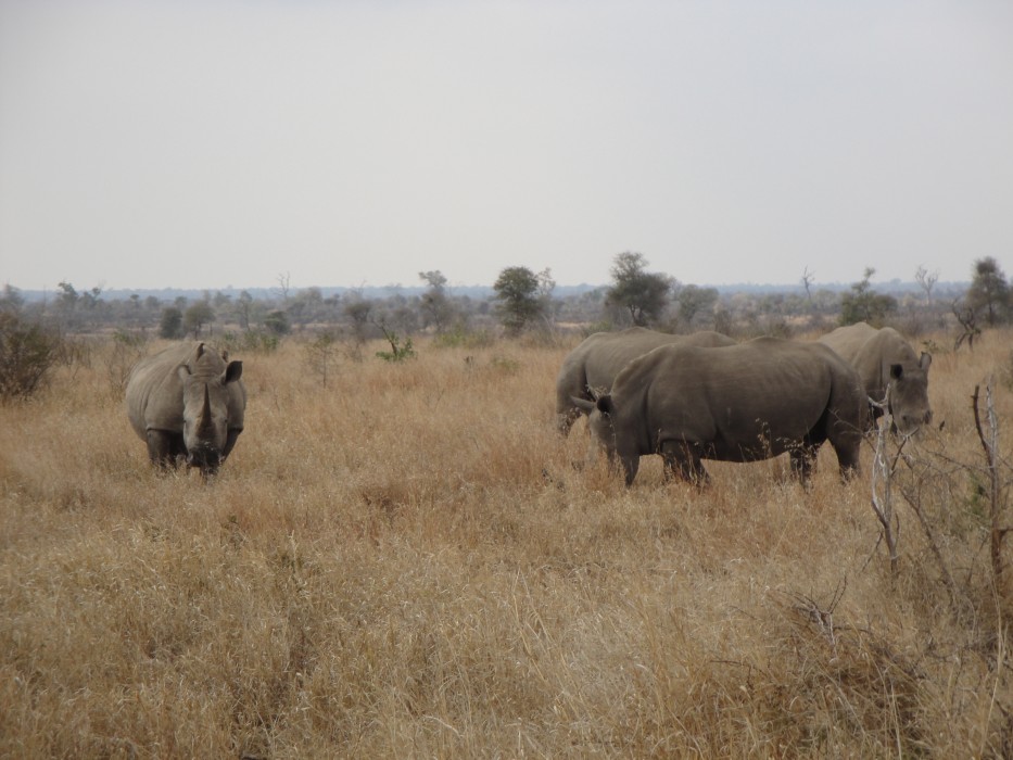 Weisse Rhinos im Kruger Nationalpark