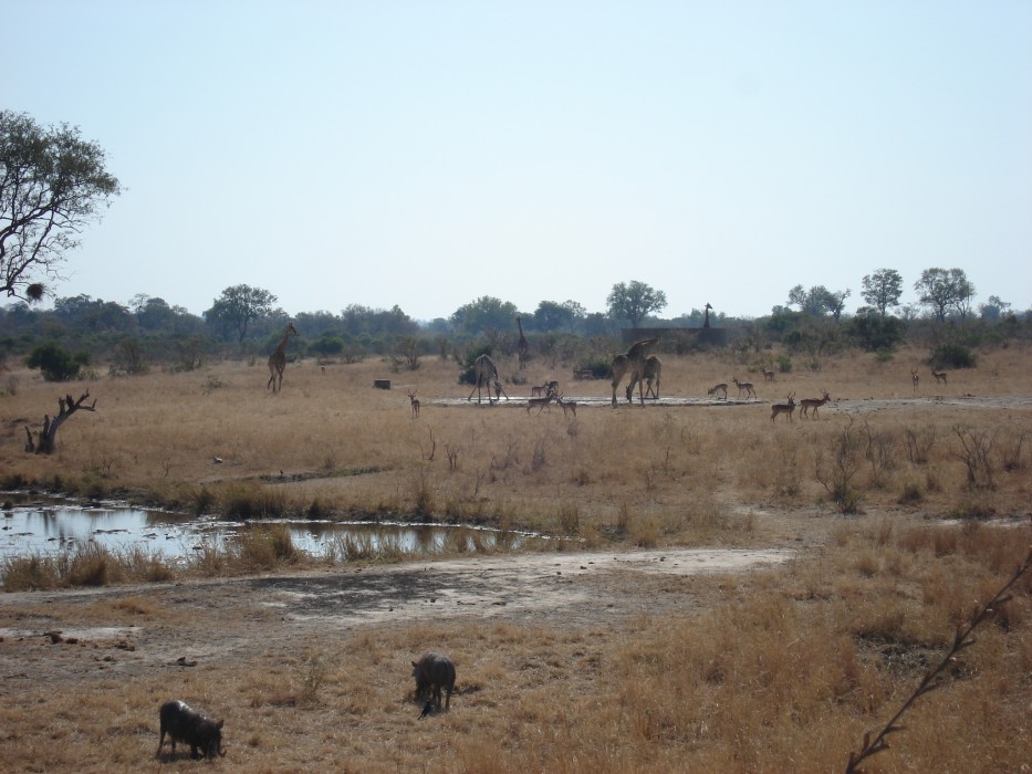 Wasserloch im Krüger Nationalpark