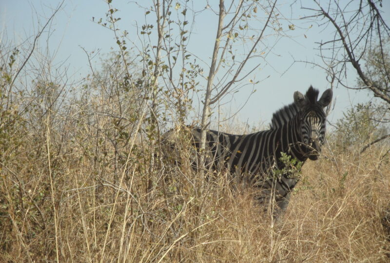 Zebra im Kruger National Park