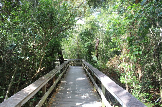 Longe Pine Key Trail