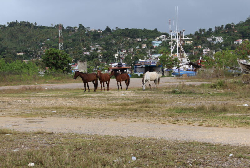Pferde in Samana