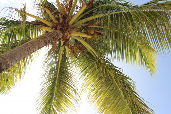 Palme auf Antigua