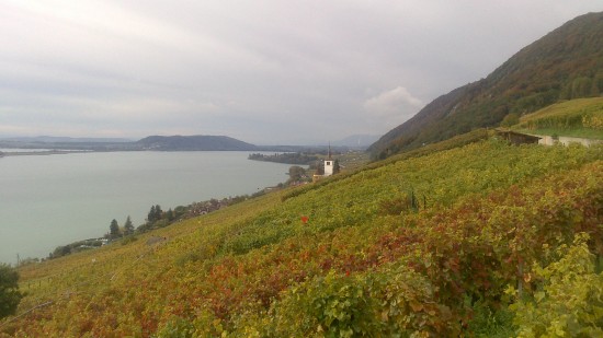 Lavaux region on Lake Geneva