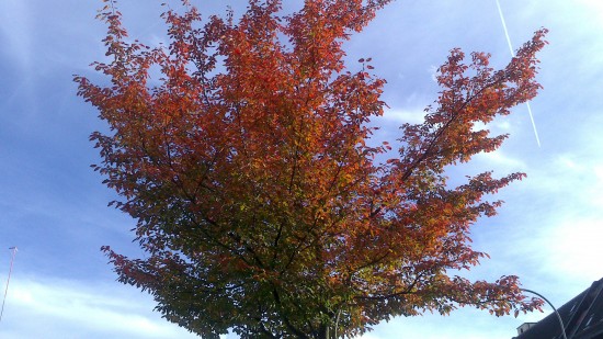 Grün-Roter Baum