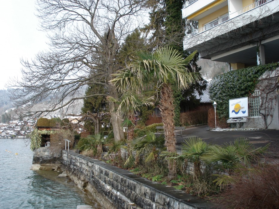 Palm trees on Lake Thun