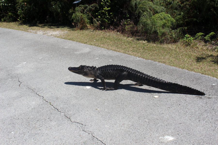 Tamiami Trail Adventure