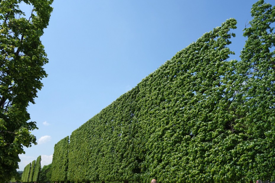 Schloss_Schönbrunn_Begrünung