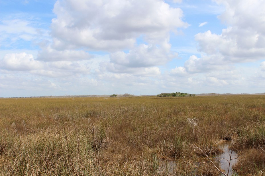 Horizont Everglades