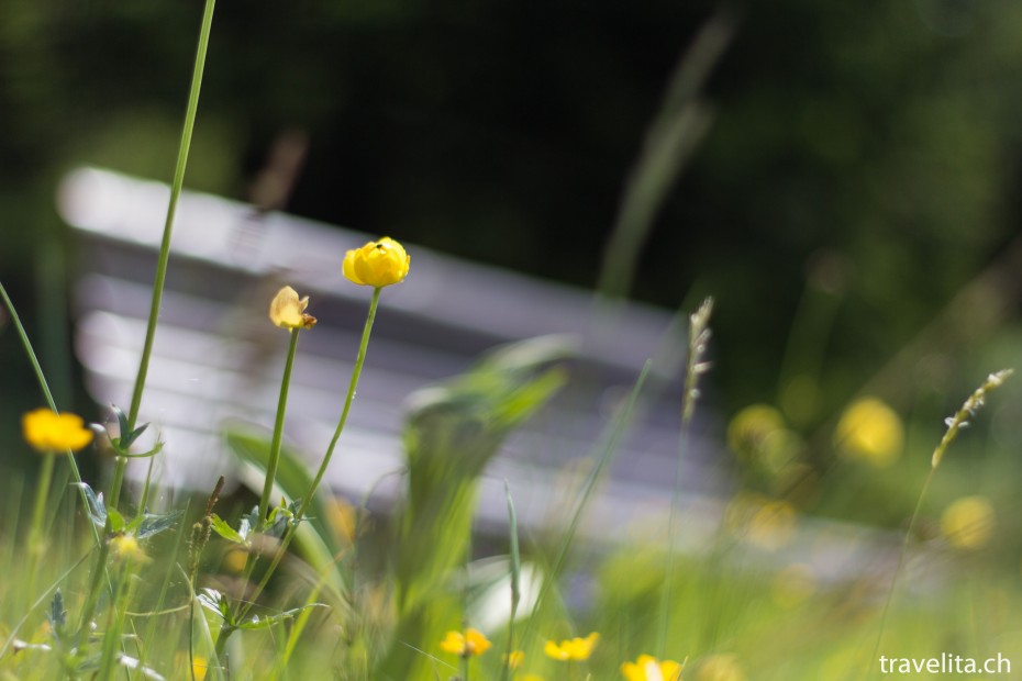 blumen-wandern-serfaus