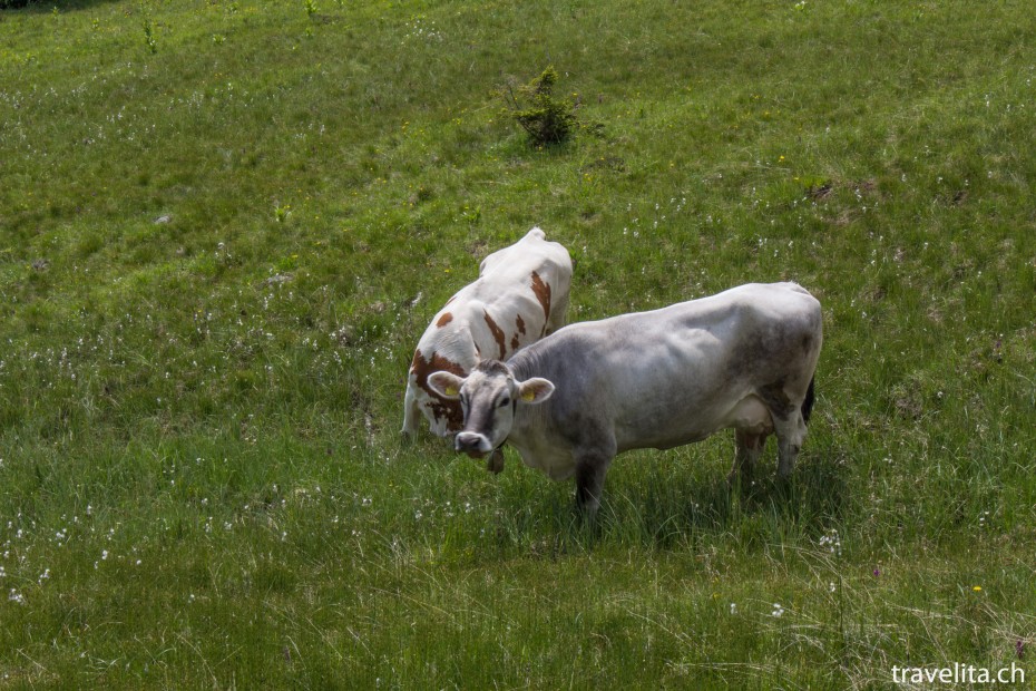 Cows-Hiking-Serfaus