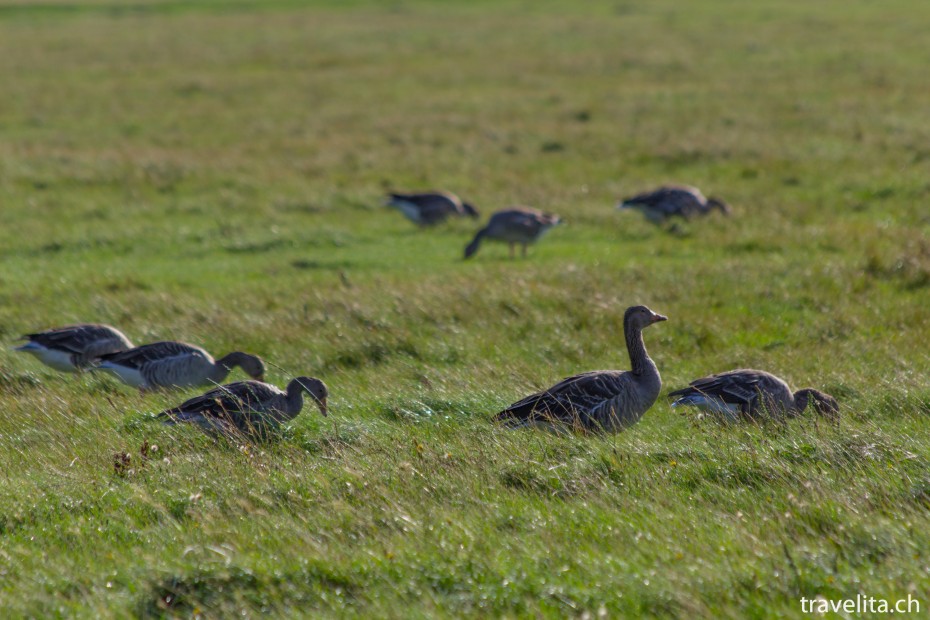 Hallig_Hooge_Gaense