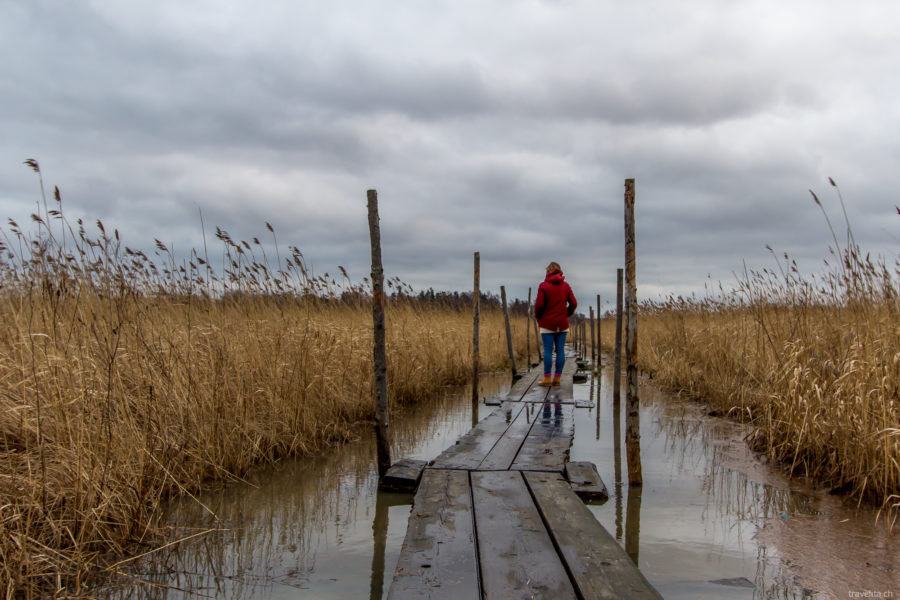 In the swamp – excursion to the roots of Helsinki