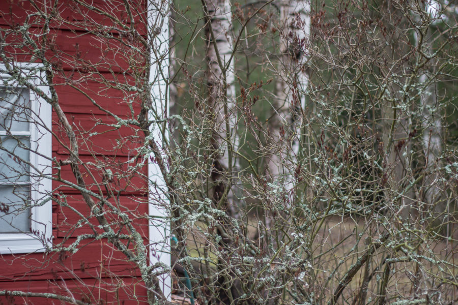 Ruissalo – looking for island happiness