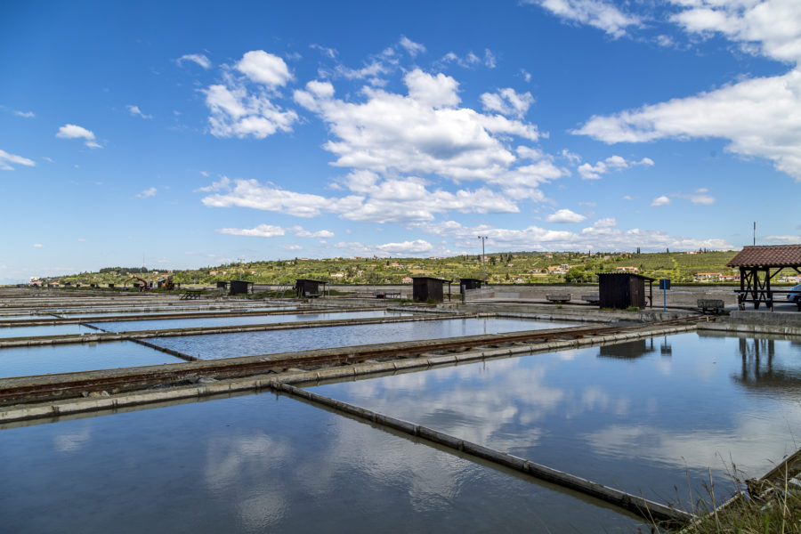 Fish in a salt coat – success stories from Sečovlje