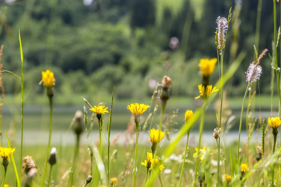 gstaad-Lauenensee-Natur