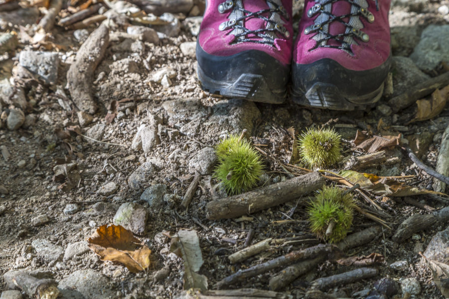 On the chestnut path through the Malcantone