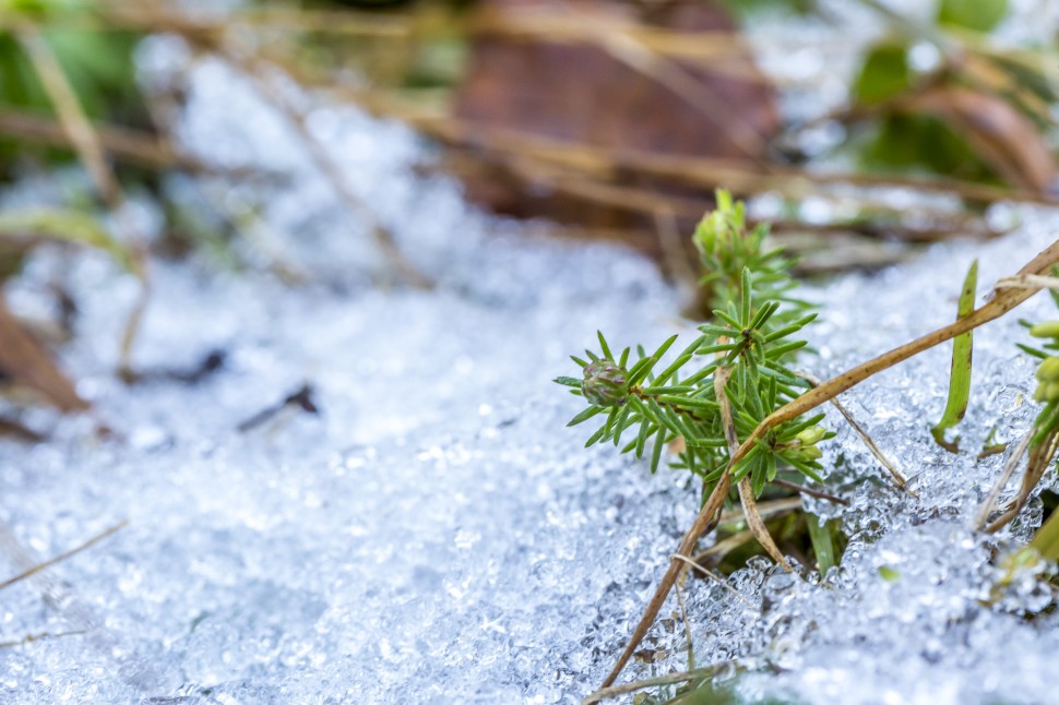 Flimserwald-Schnee