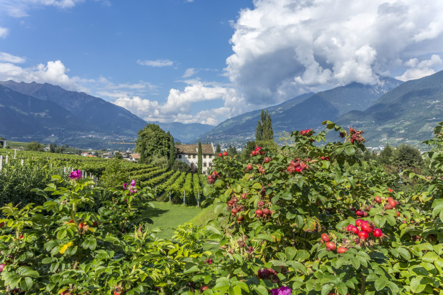 A potpourri through South Tyrol
