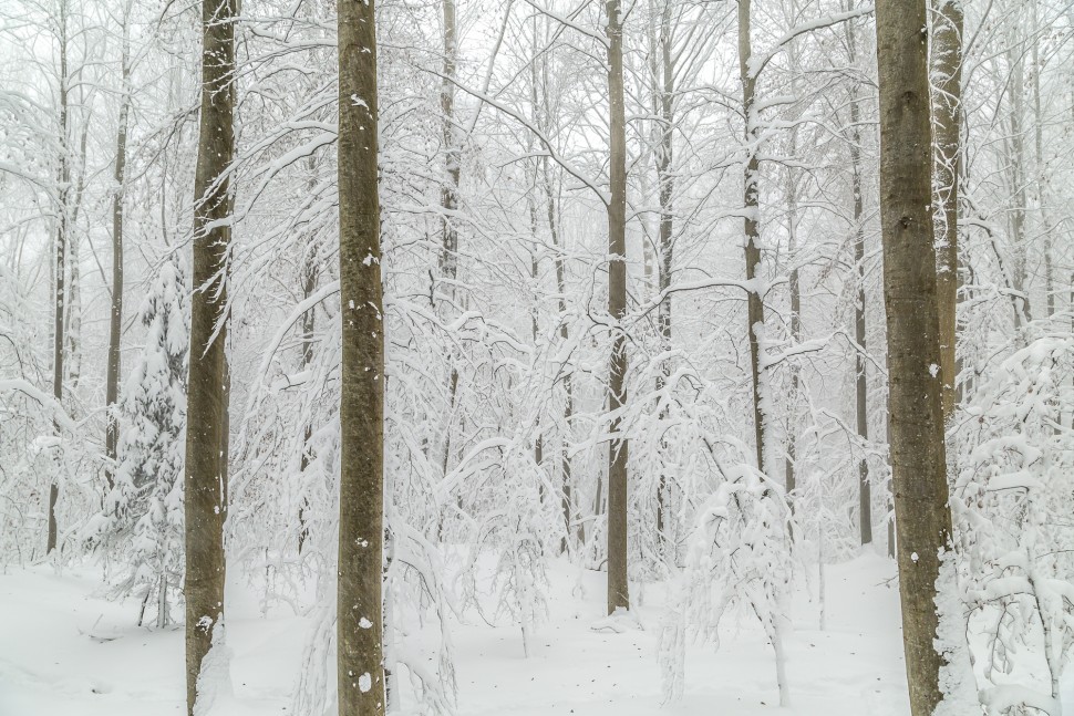 Schnee-Wald