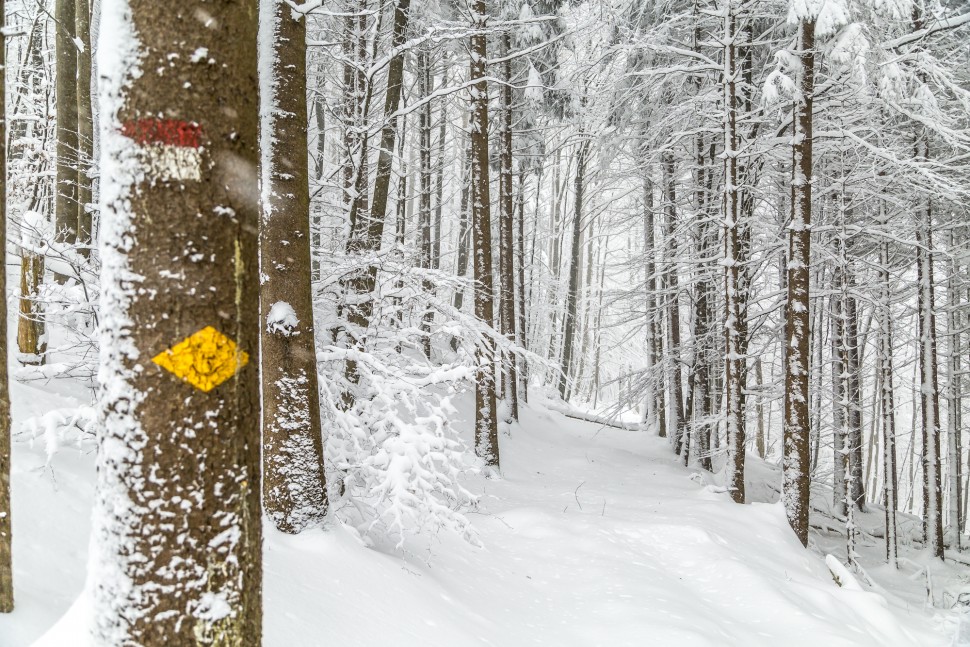 Winterwandern-Uetliberg