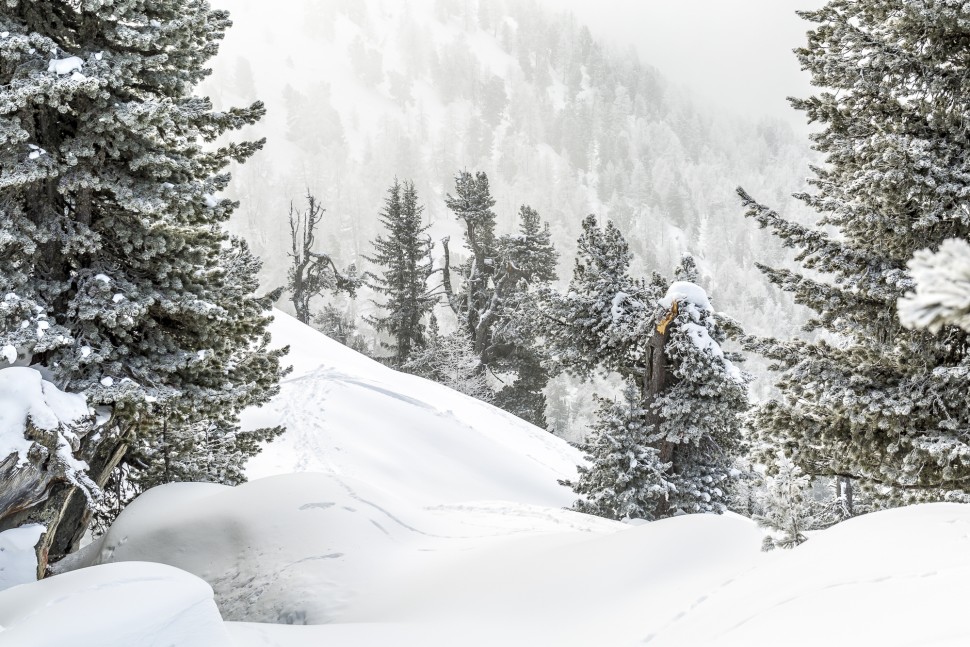 Winter-Riederalp-Natur-1