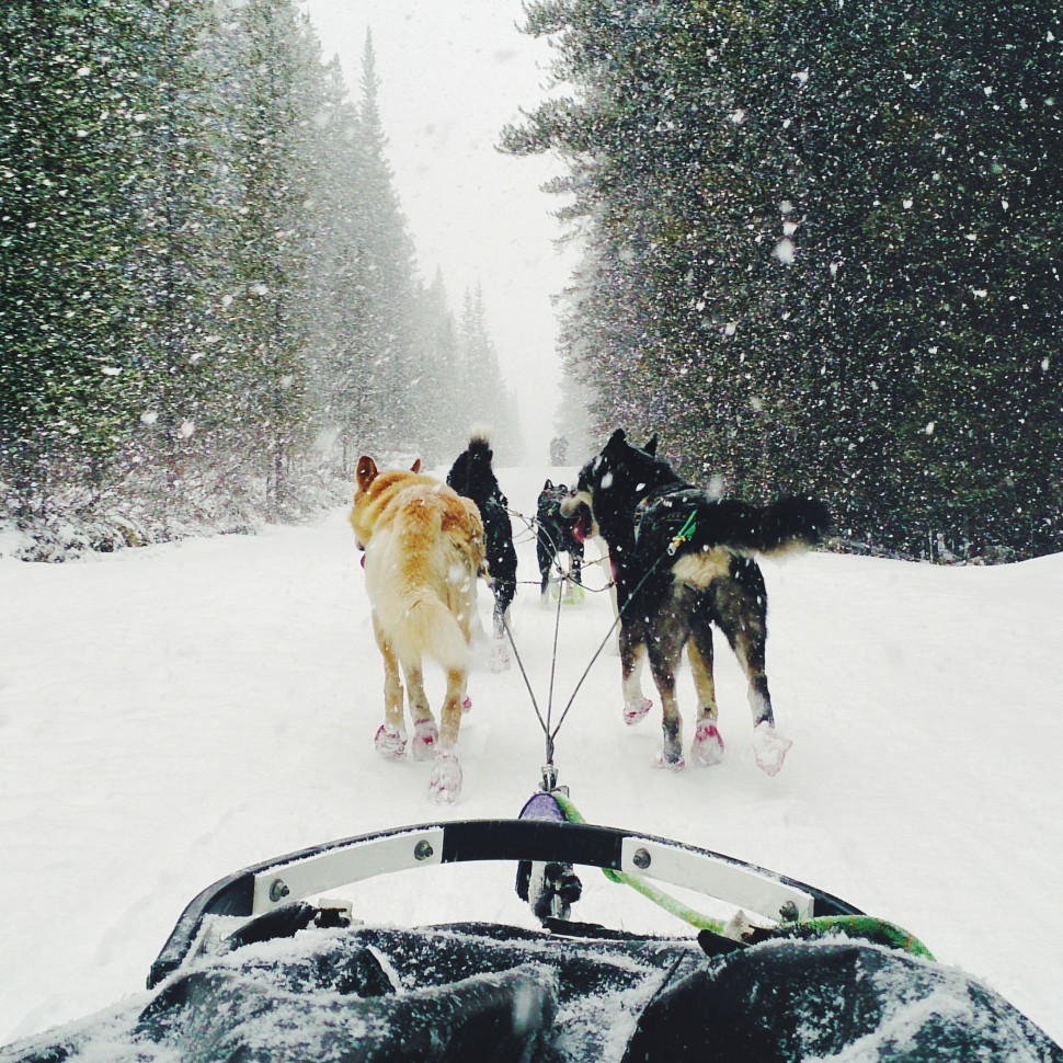 Sled-Dog-Tour-Canmore