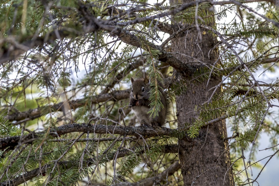 Squirrel-Banff-Nationalpark