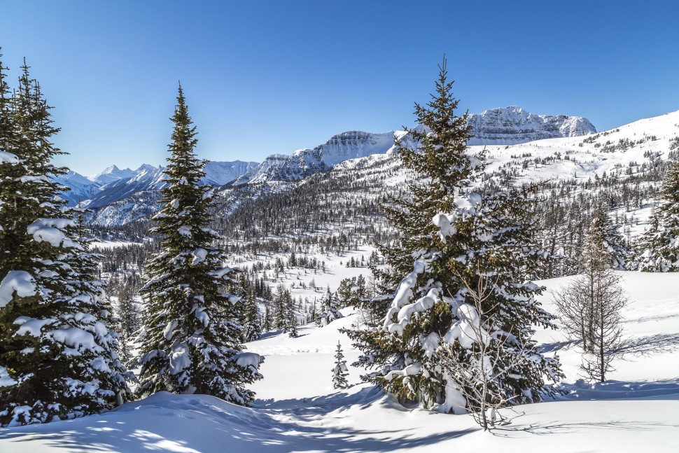 White-Mountain-Adventures-Sunshine-Meadows