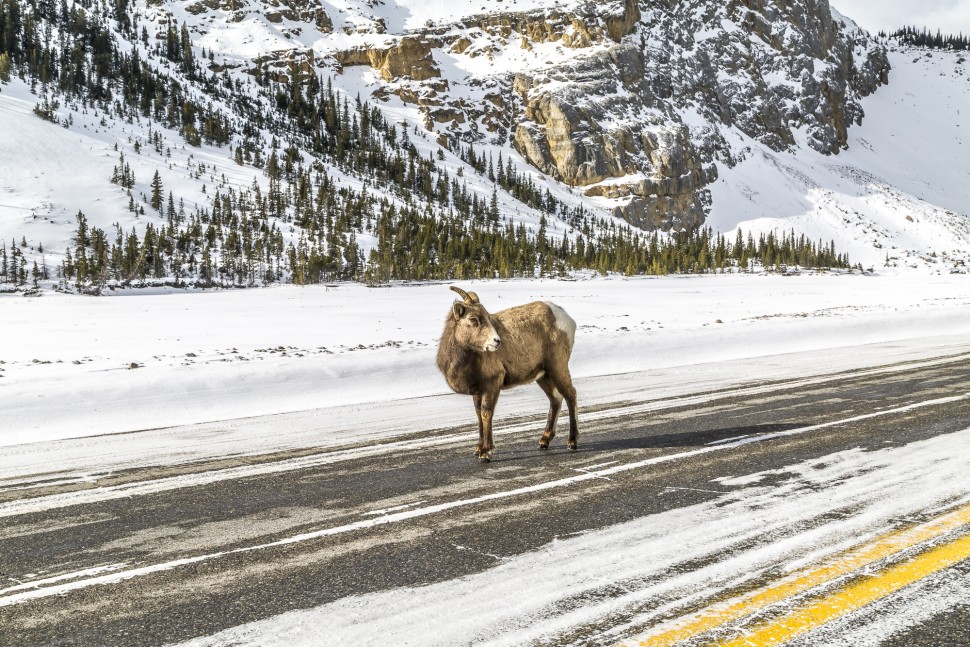 icefields-parkway-rocky-mountain-bighhorn-sheep