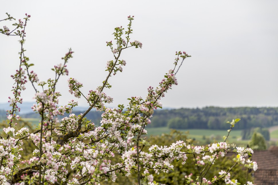 Eastern Switzerland-Thurgau Apple Blossom-1