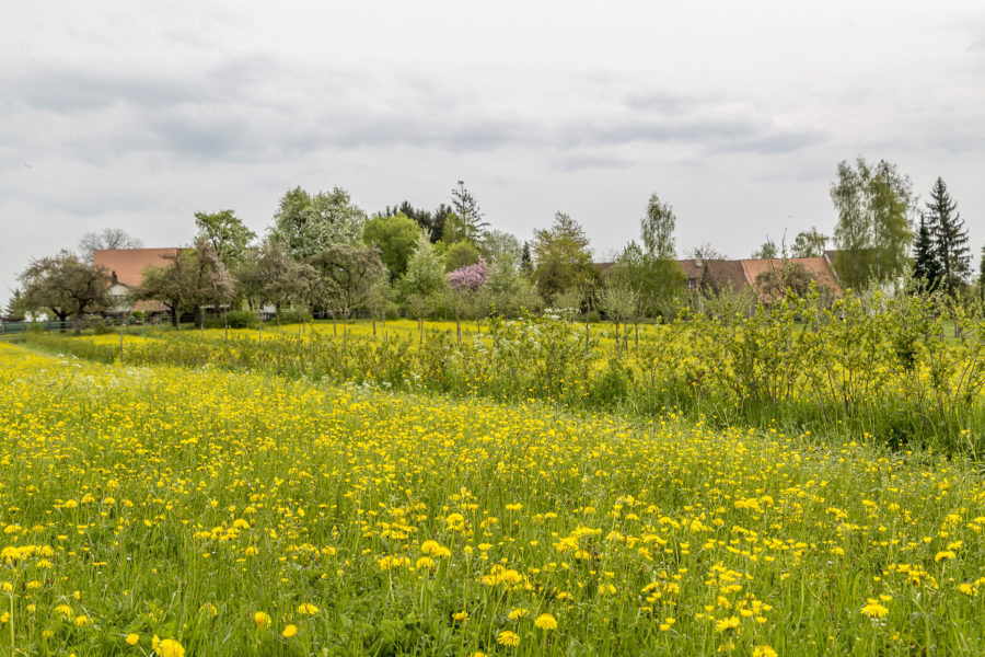 Hike to Ittingen Charterhouse in Thurgau
