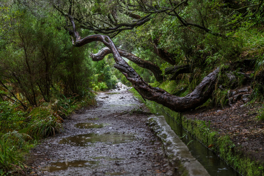 Hiking and wondering in Madeira