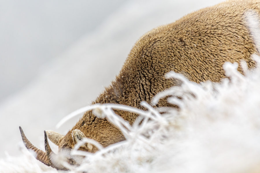 Capricorn safari – hunting on Mount Pilatus