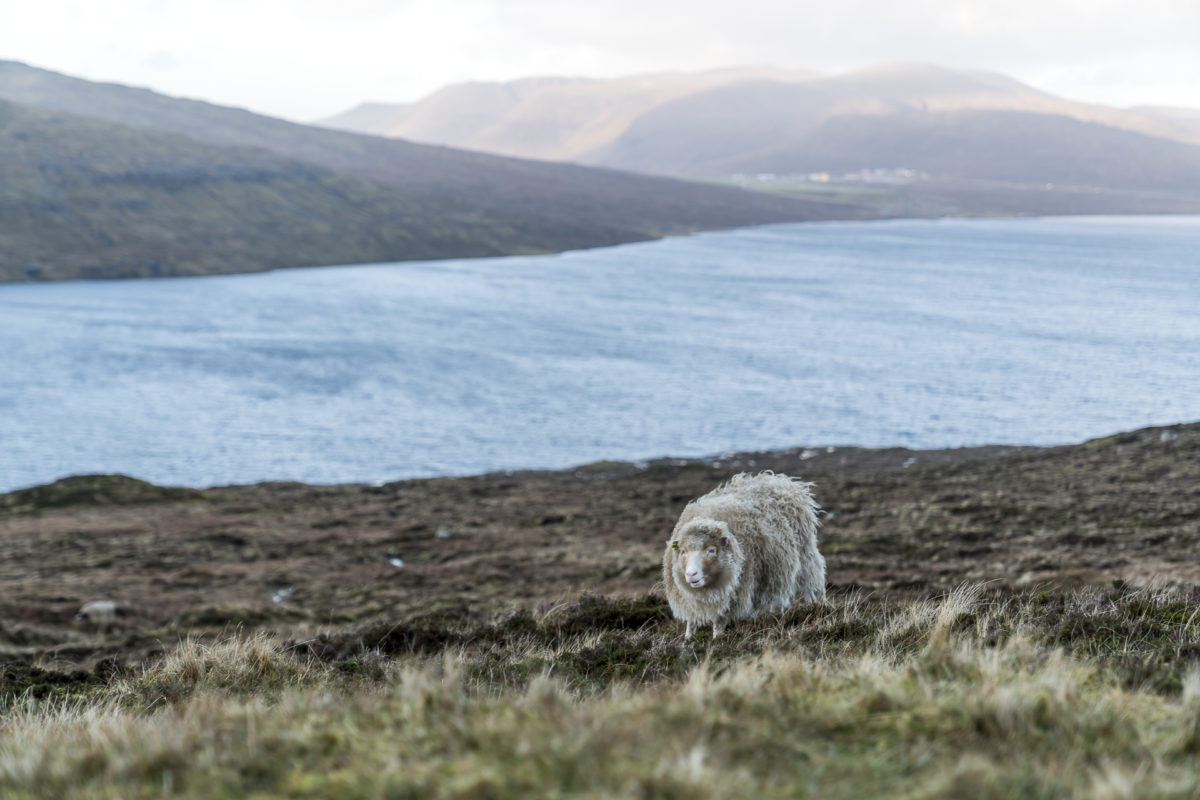 Schafe auf den Färöer