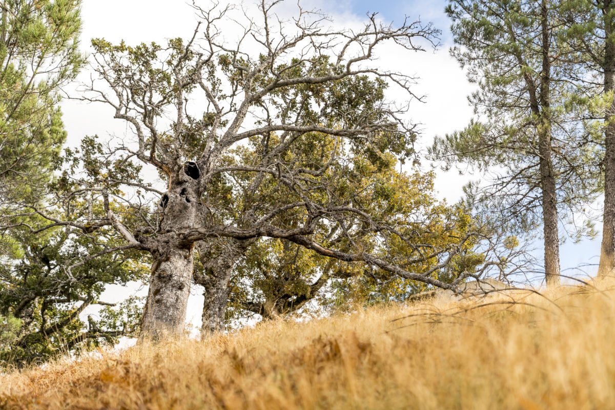 Natur im Naturpark Serra da Estrela