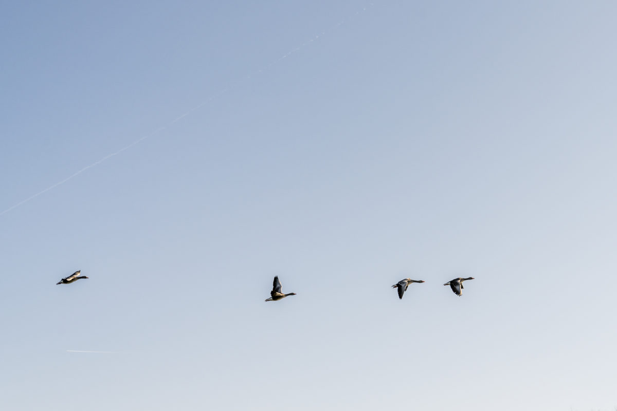 Gänse am Flachsee