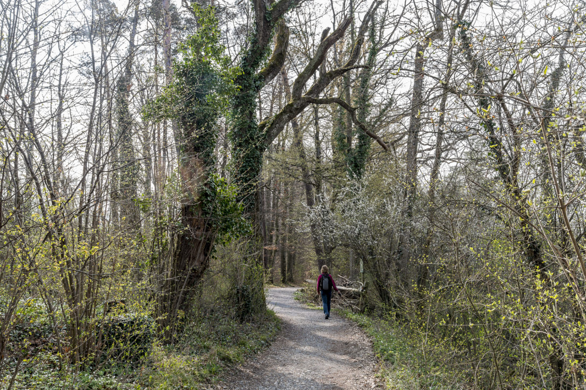 Greifensee Rundwanderung