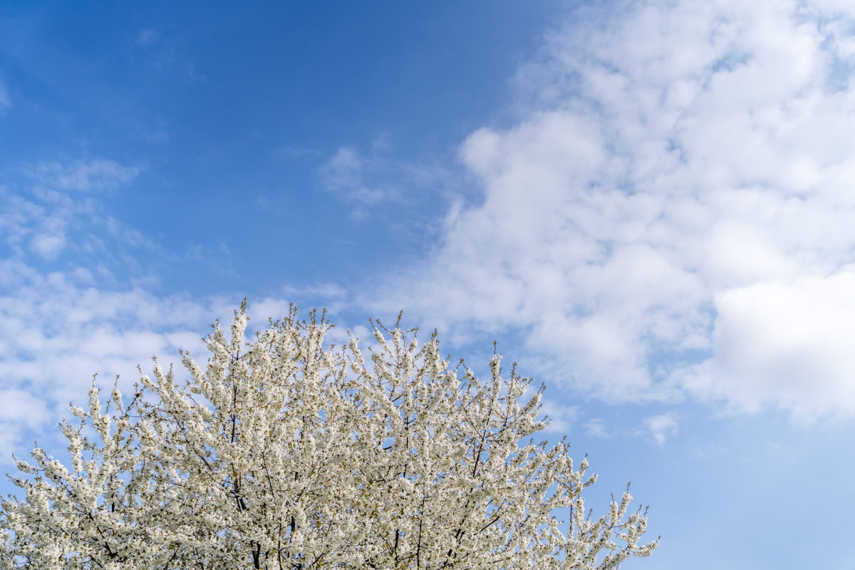 Cherry Blossom Zurich