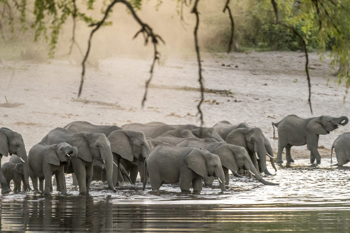 Bwabwa Nationalpark Elefanten
