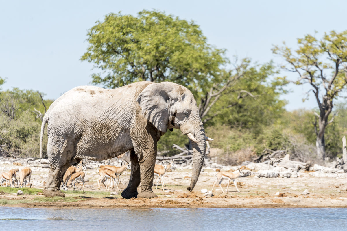 Etosha Nationalpark Elefant