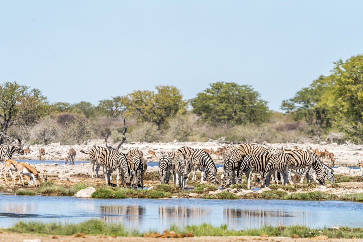 Etosha Nationalpark Tierherden