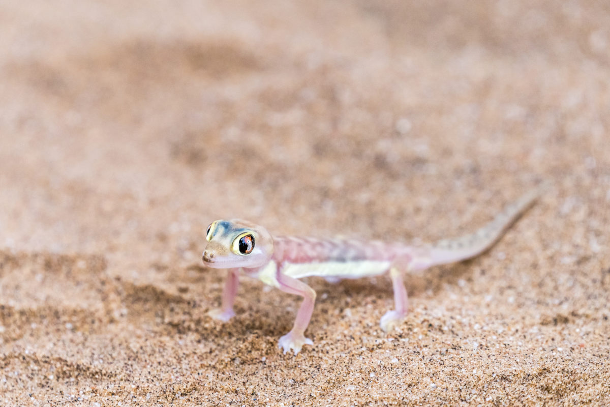 Little Big Five Gecko
