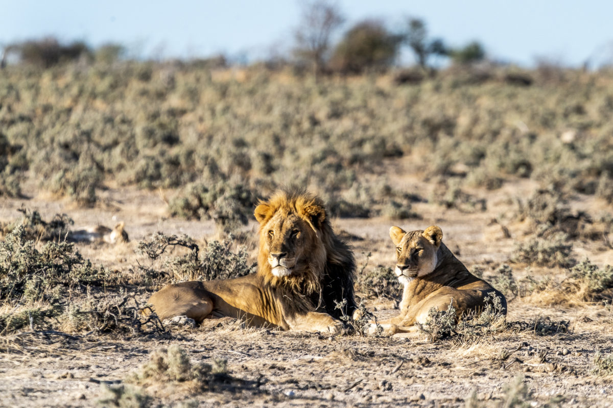 Löwen Etosha Nationalpark
