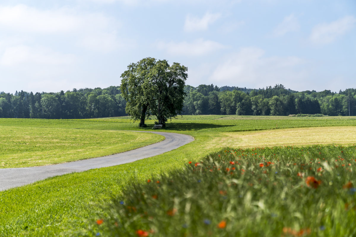 Landschaft Thurgau E-Biking