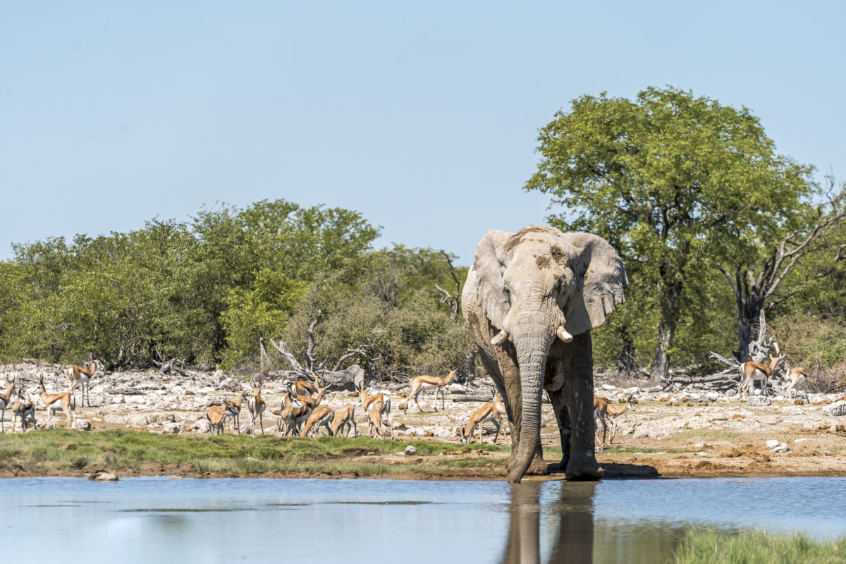 Elefant Etosha Nationalpark Safari