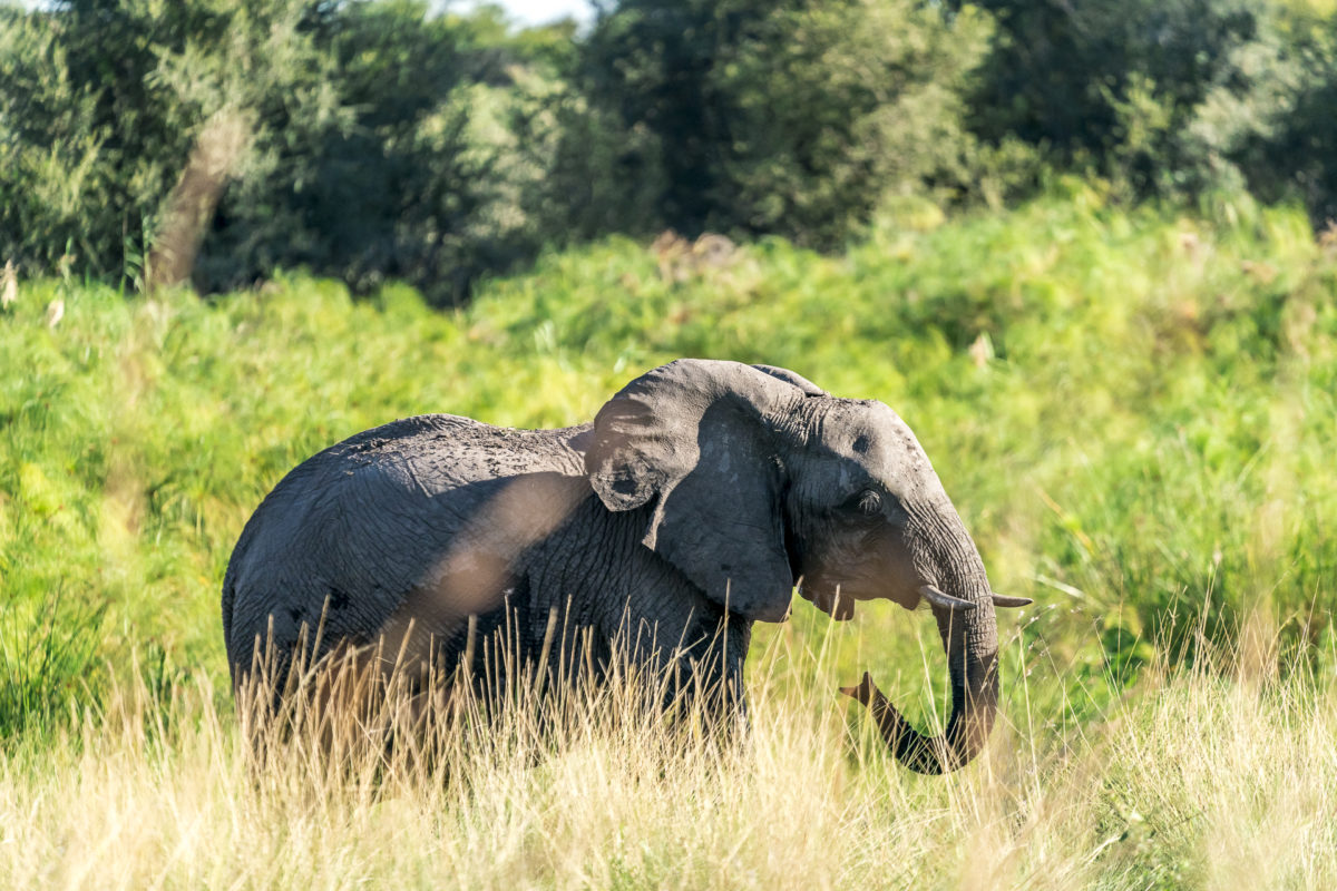 Elefanten im Bwabwata Nationalpark
