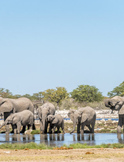 Elefantenherde Etosha Nationalpark