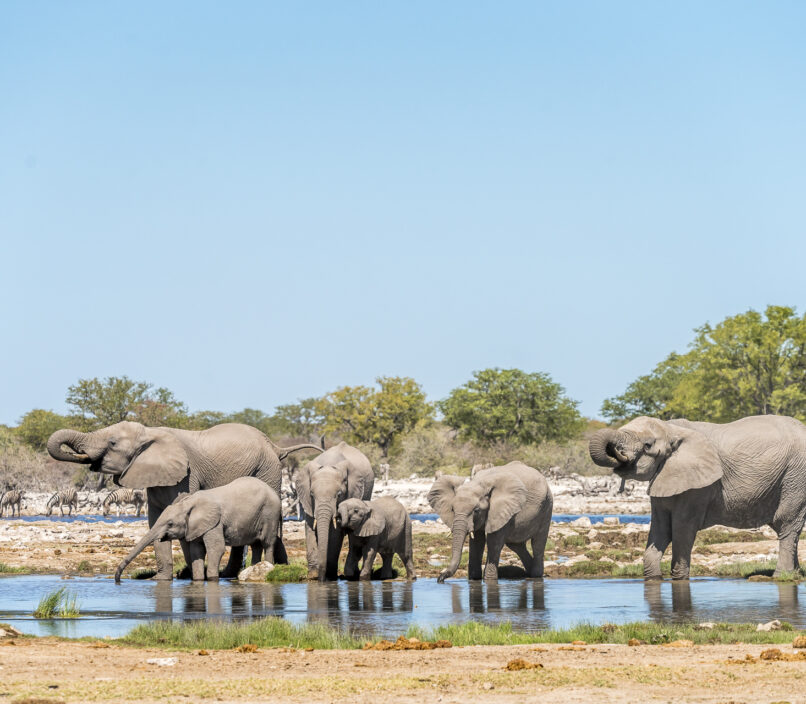 Elefantenherde Etosha Nationalpark