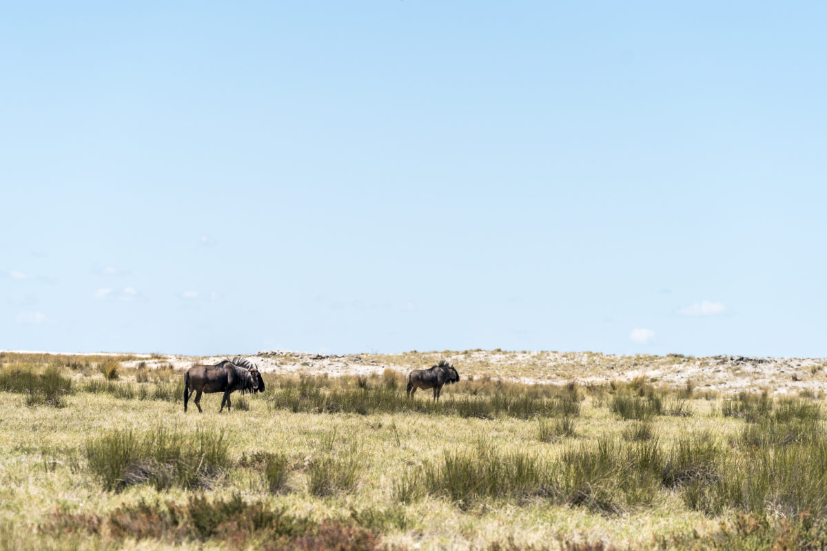 Wildebeest Etosha National Park