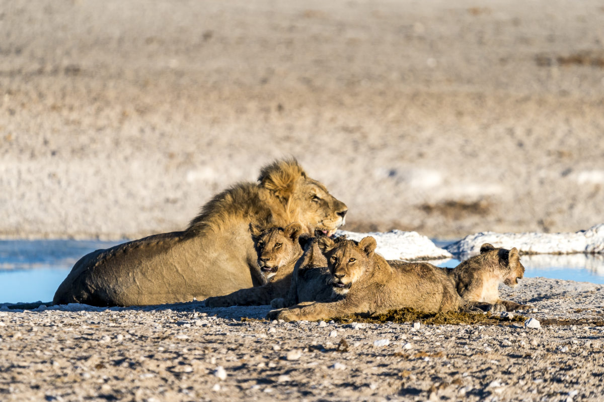 Löwenfamilile im Etosha Nationapark